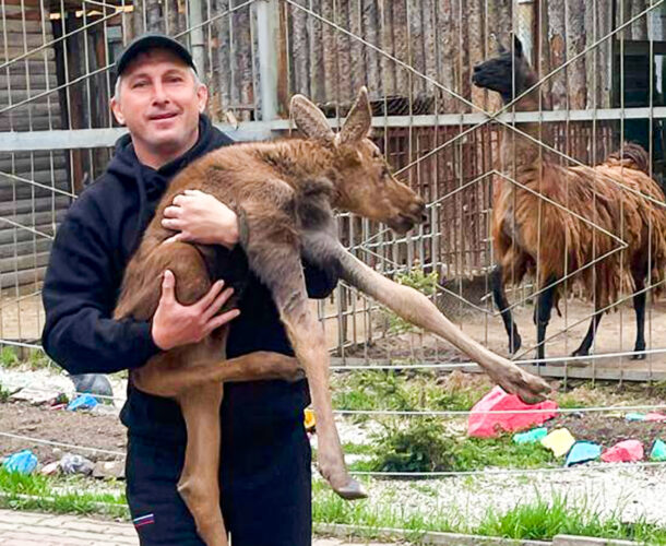 Новорождённого лосёнка выхаживают в Питоне