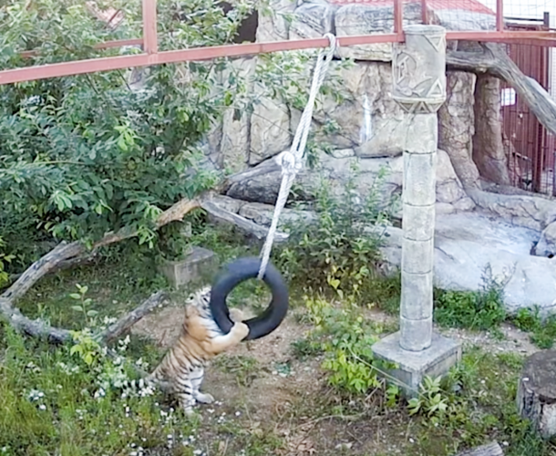 Тигренок из Хабаровского края обживается в Минском зоопарке