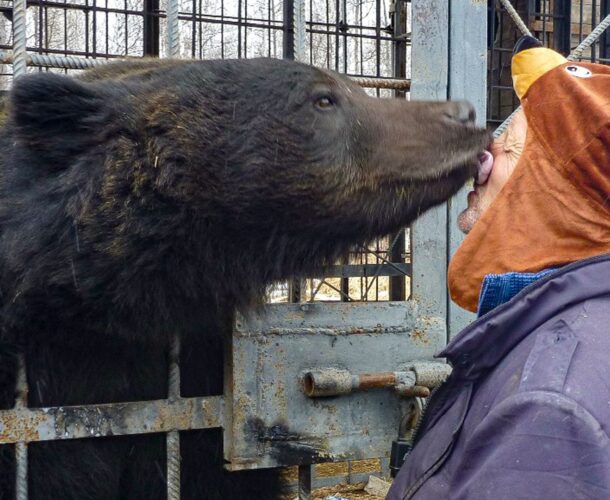 Суд постановил изъять медведицу Машу и двух медвежат из «Мишкиной берлоги»