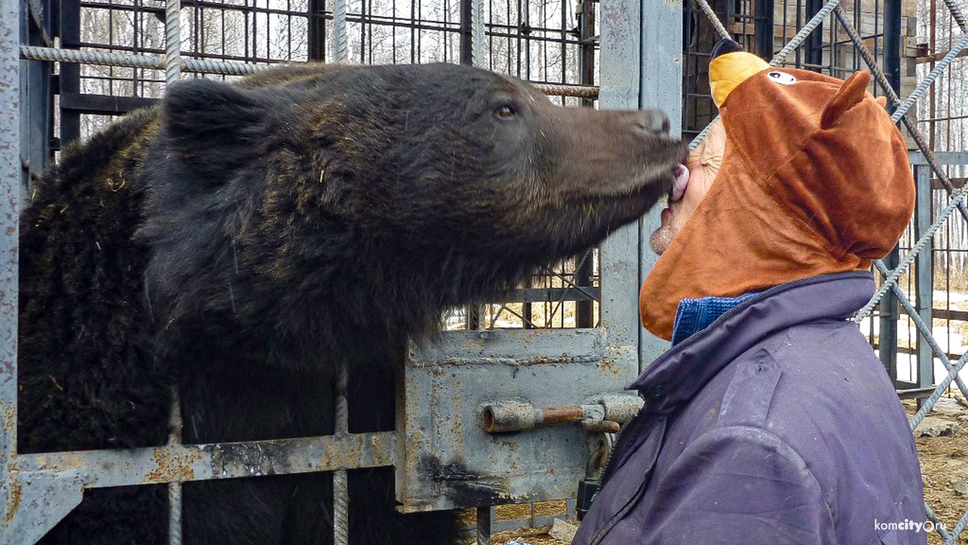 Суд постановил изъять медведицу Машу и двух медвежат из «Мишкиной берлоги»