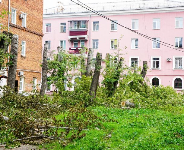 «Горячую линию» по обрезке и сносу деревьев проведут сегодня в администрации