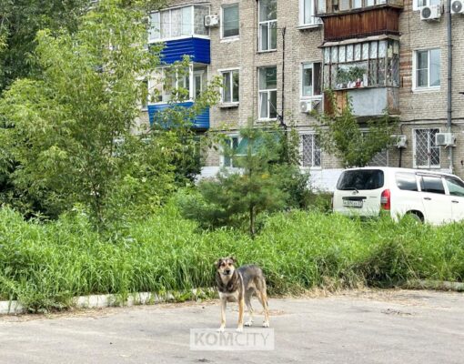 Добрый урожай: Комсомольчане могут угостить обитателей Питона овощами и ягодами