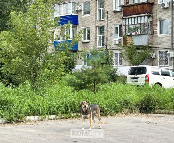 Депутаты краевой Думы одобрили эвтаназию агрессивных и больных бездомных собак