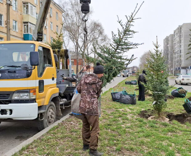 Попытка №2 — на Аллее Труда началась высадка новых елей взамен погибших