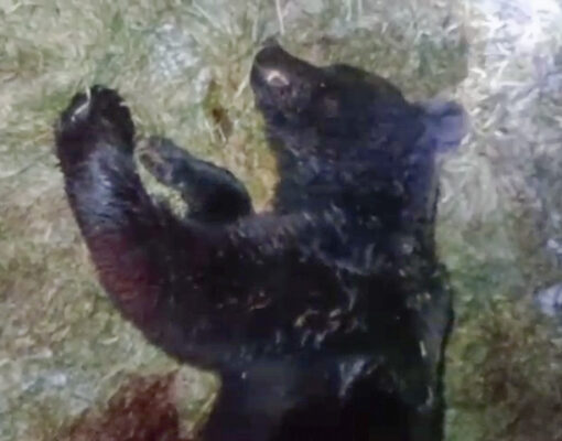 В Комсомольске разыграли открытый Кубок по чирлидингу