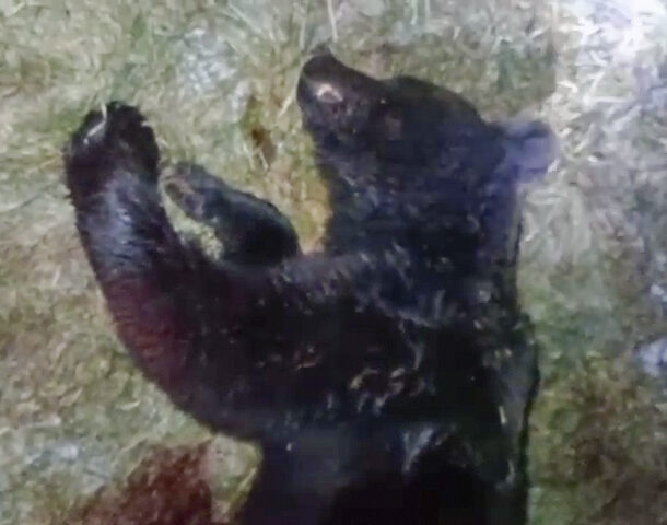 В Горном застрелили медведя, кошмарившего посёлок