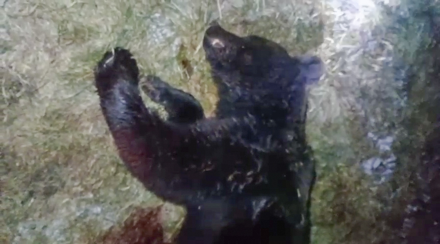 В Горном застрелили медведя, кошмарившего посёлок