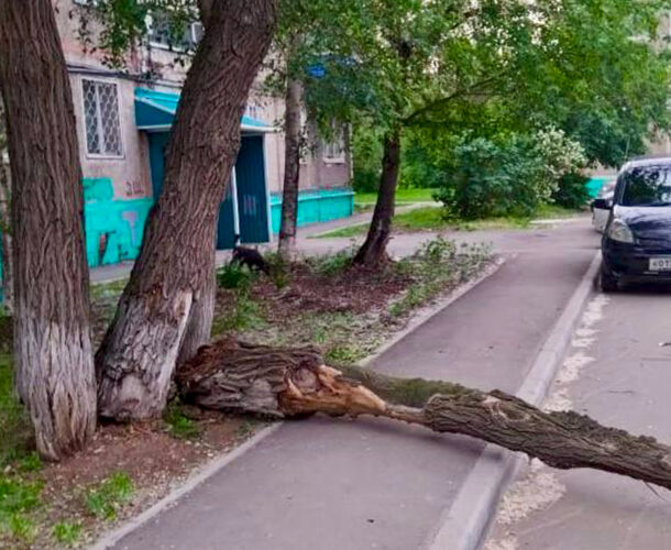 На Пирогова на ребёнка упало дерево, и за это теперь судят сотрудницу УК