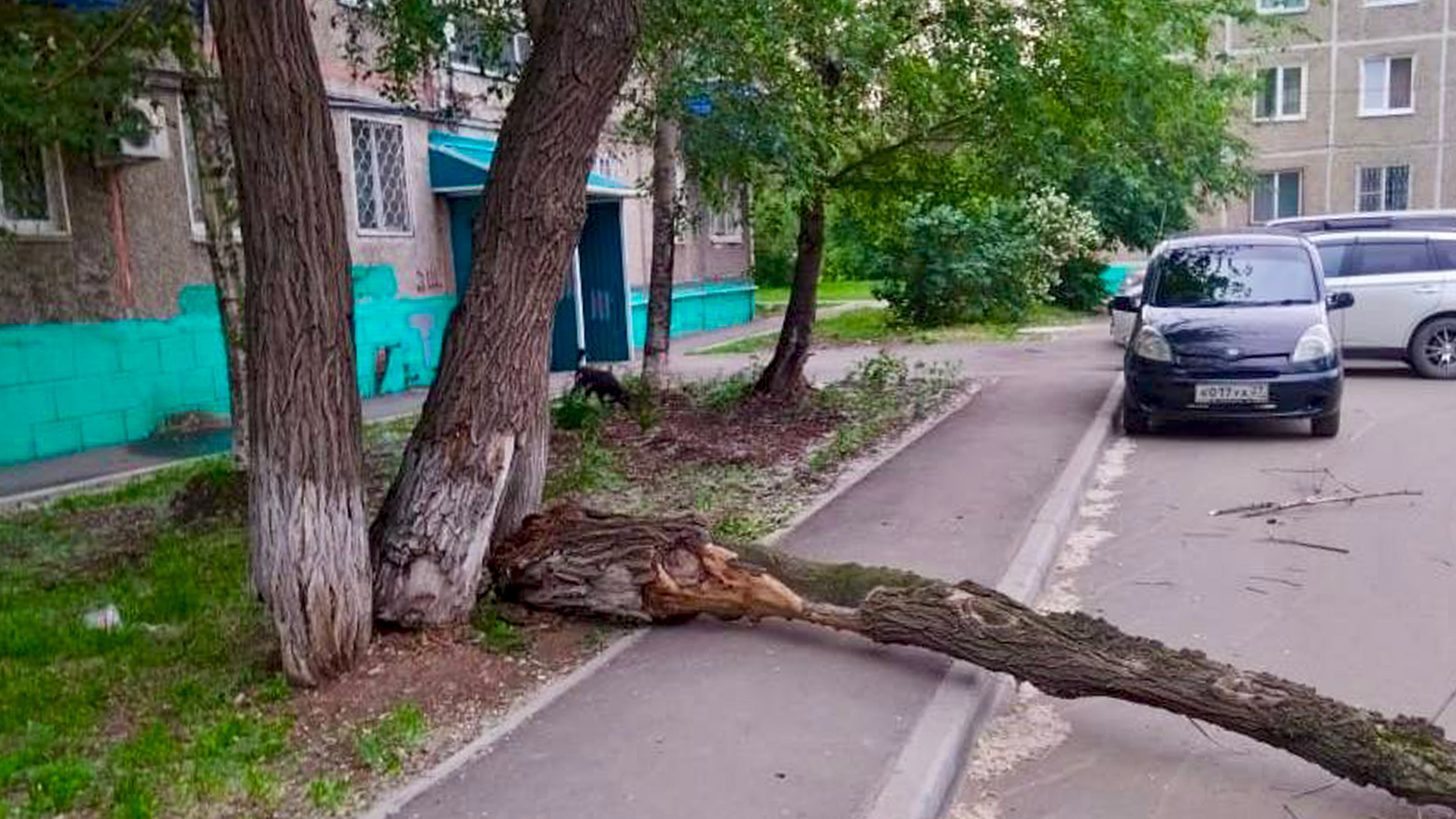 На Пирогова на ребёнка упало дерево, и за это теперь судят сотрудницу УК