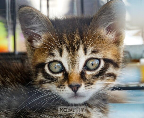 Корма и вещи для животных из приютов соберут в Центре «Юность» на благотворительной акции