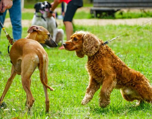На Северном водитель под воздействием «веществ» сбил стоявшего на остановке пешехода