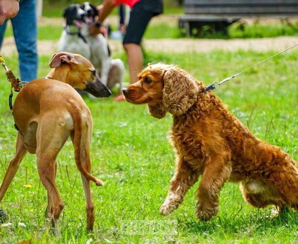 В течение полутора лет в Комсомольске должны появиться площадки для выгула собак