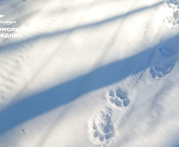 В окрестностях Комсомольского заповедника впервые с 2015 года замечен тигр