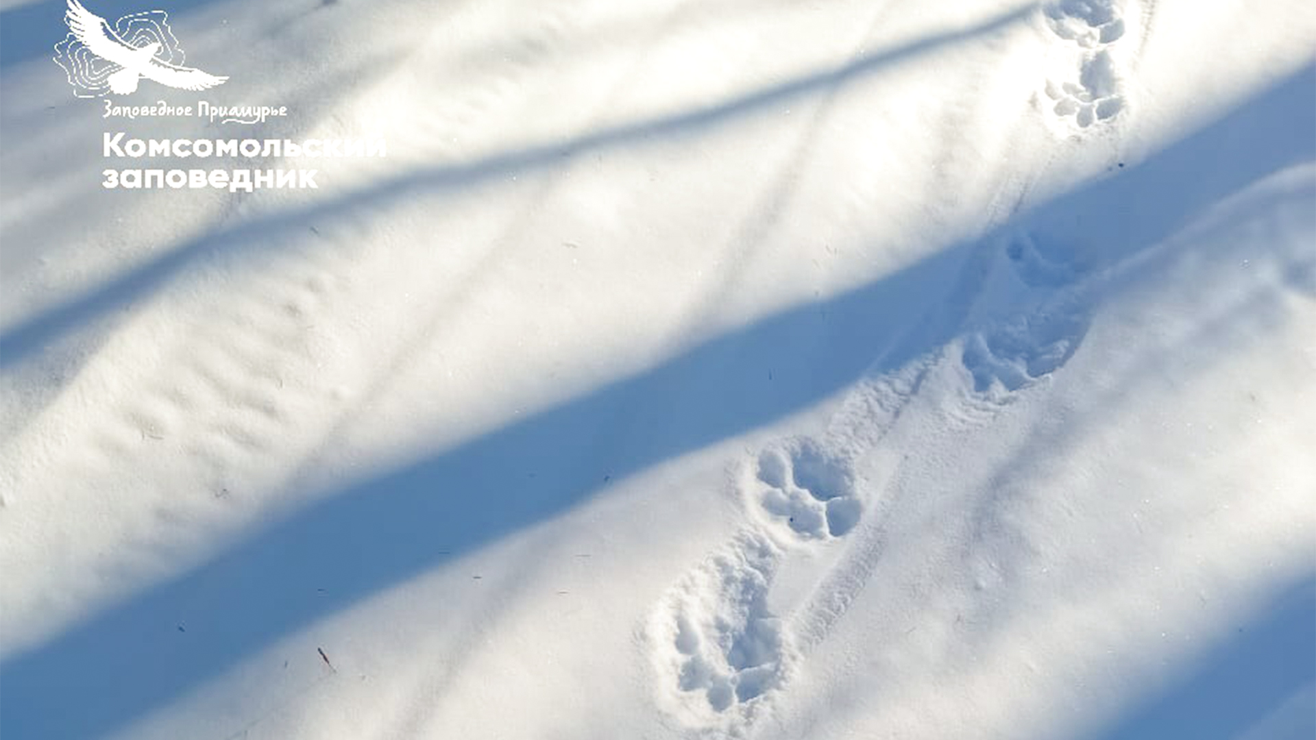 В окрестностях Комсомольского заповедника впервые с 2015 года замечен тигр