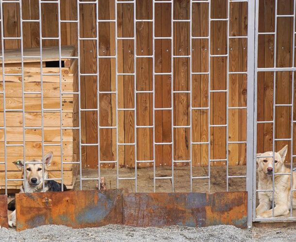 В САХе выявили нарушения при обращении с бездомными животными