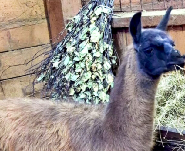 Ламу-комсомольчанку, переехавшую в Хабаровск, назвали Лялей