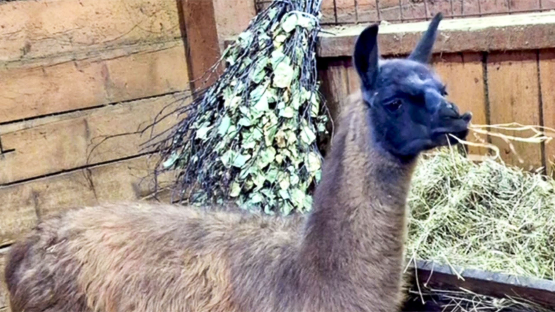 Ламу-комсомольчанку, переехавшую в Хабаровск, назвали Лялей