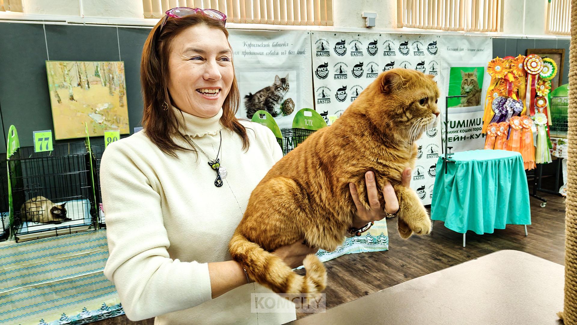 Рыжий шотландский кот Сырочек стал победителем очередной выставки в Комсомольске 