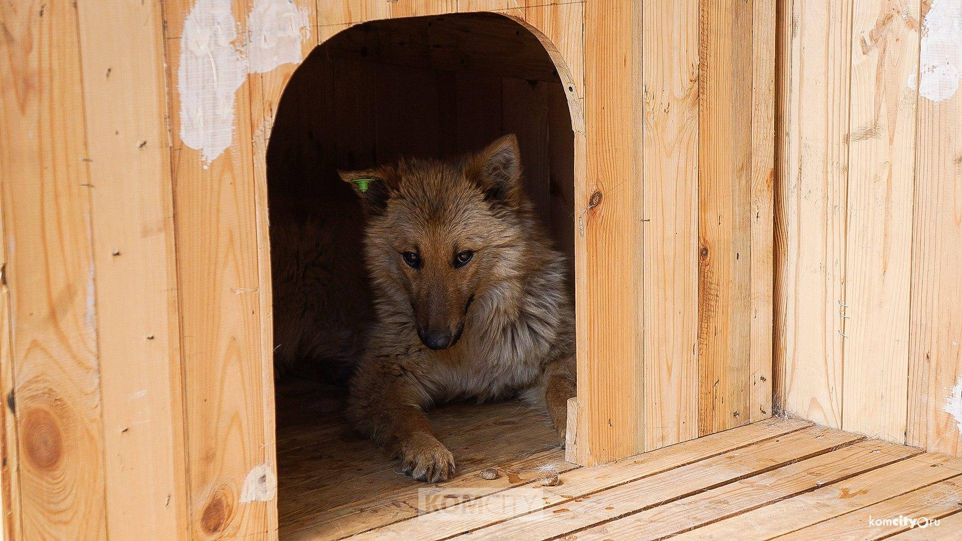 Подать заявку на облов бездомных собак теперь можно по телефону «112»