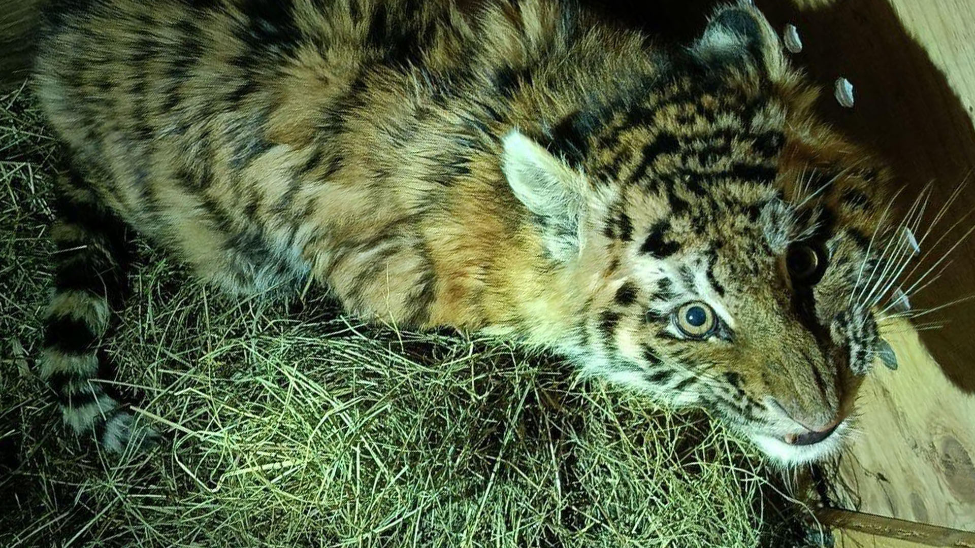 В Комсомольском районе спасли тигрёнка-сироту