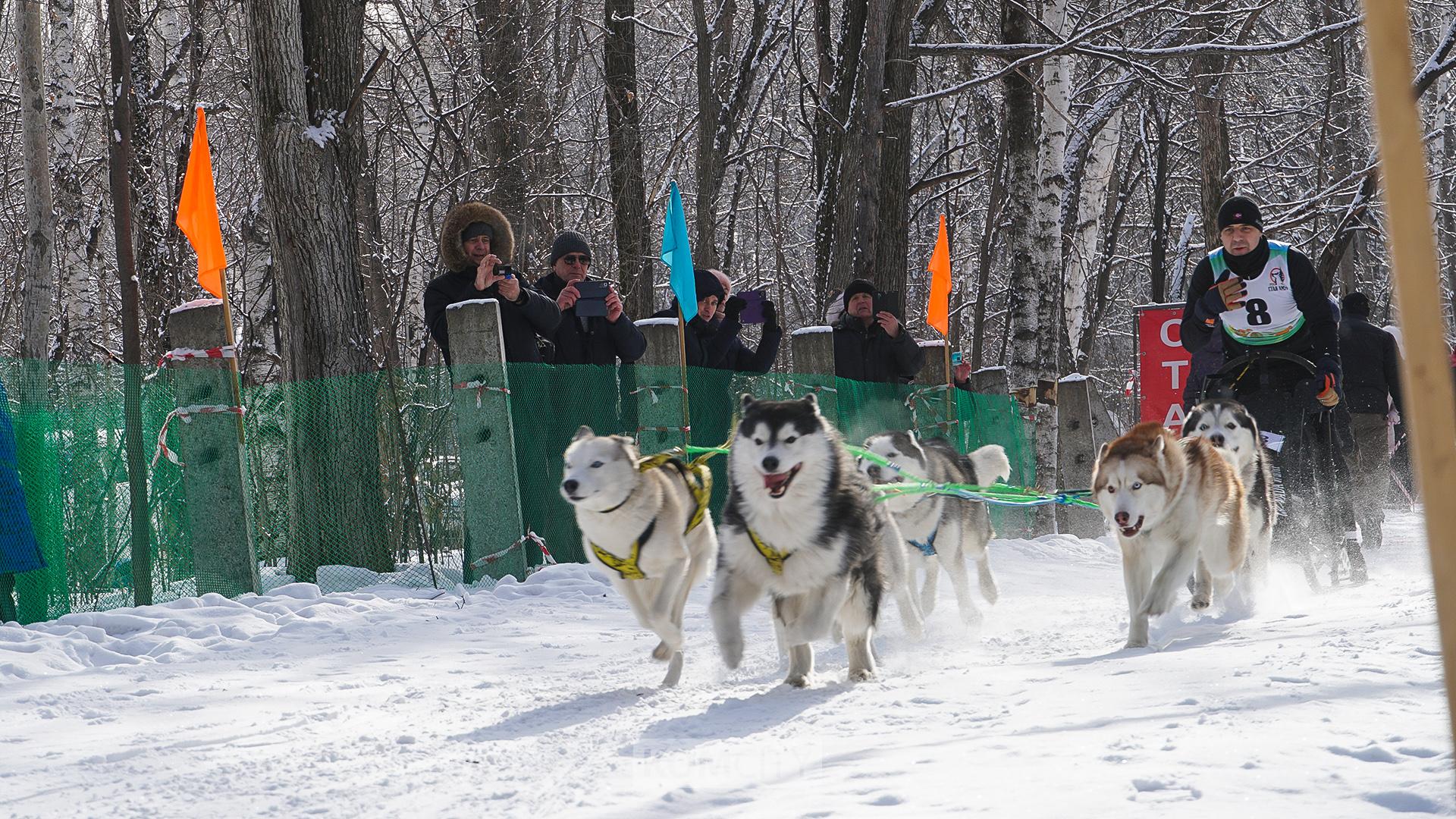 Соревнования по ездовому спорту пройдут в Силинском парке 21 февраля
