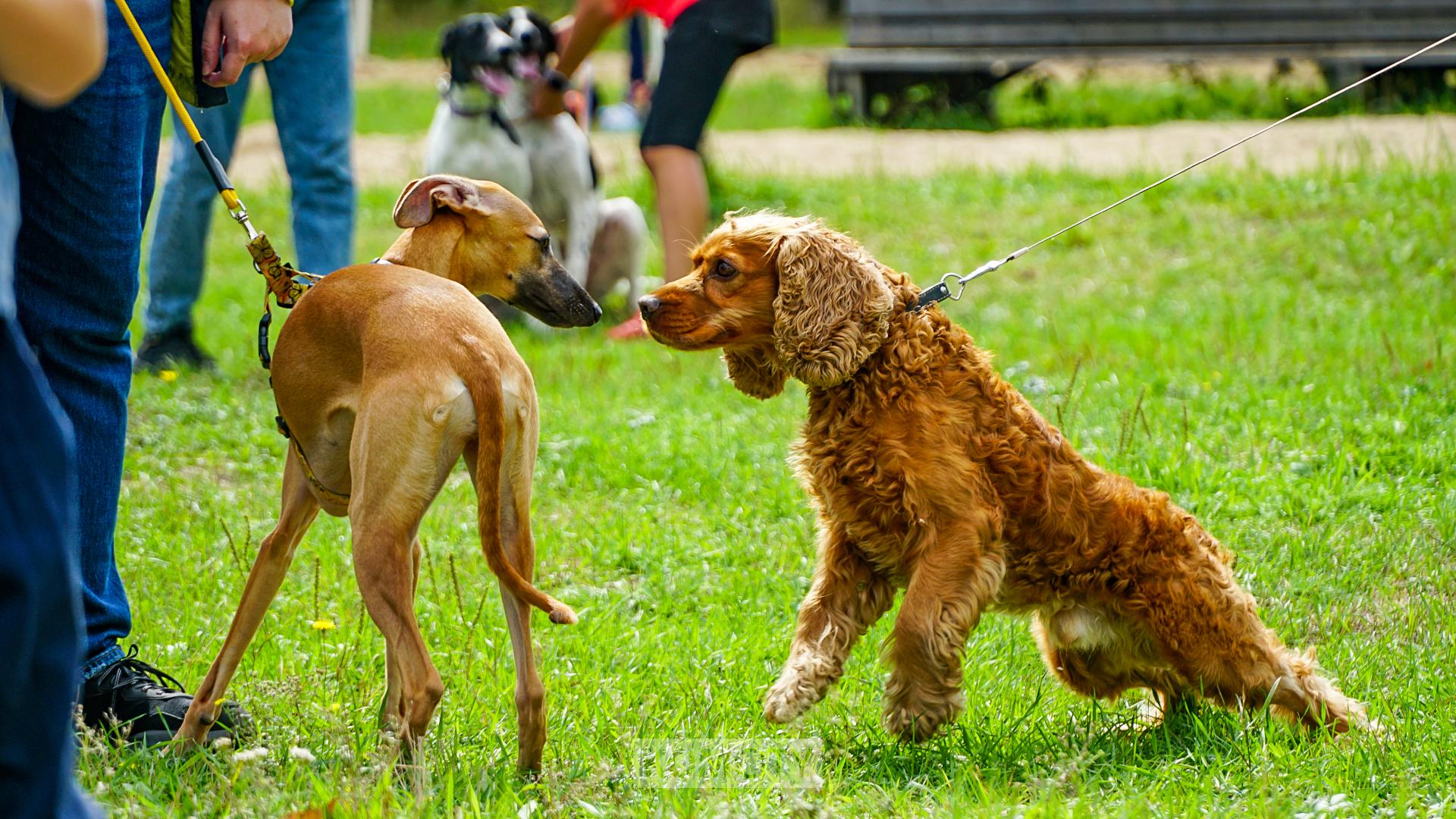 За год за нарушения требований содержания и выгула животных оштрафованы всего 125 комсомольчан
