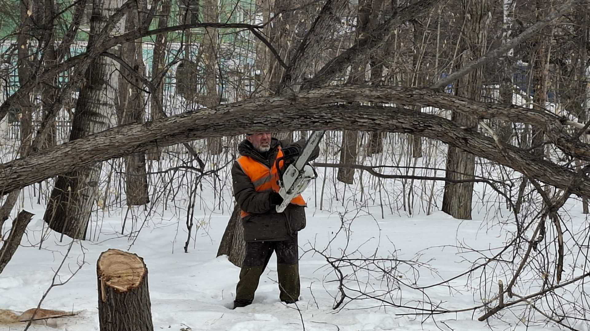 В парке «Строитель» началась валка деревьев