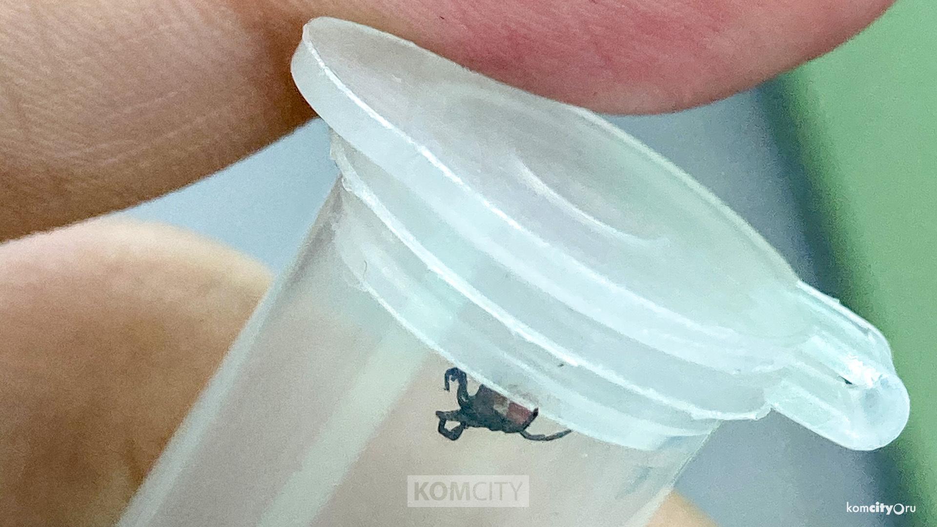 Хабаровский край — в списке регионов с высоким риском заражения клещевым энцефалитом