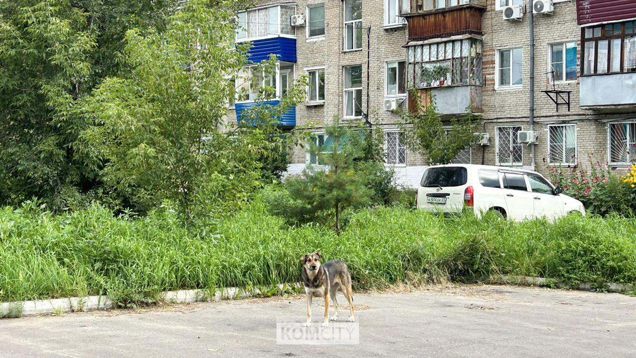 С администрации взыскали 80 тысяч в пользу ребёнка, укушенного бездомной собакой
